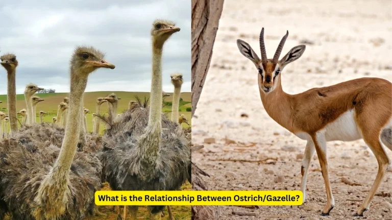 What is the Relationship Between Ostrich/Gazelle?