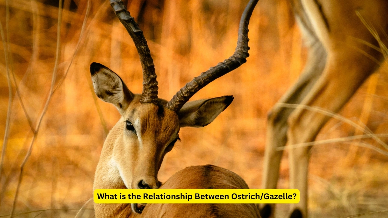 What is the Relationship Between Ostrich/Gazelle?