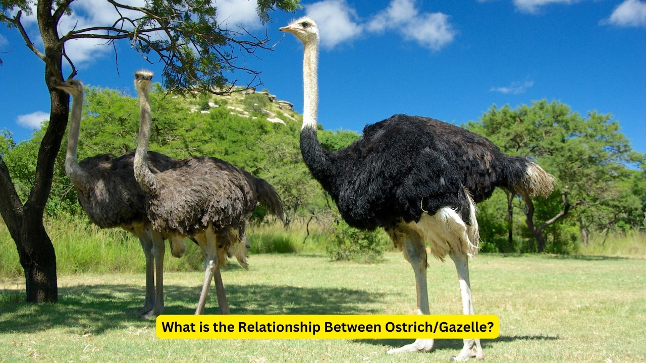 What is the Relationship Between Ostrich/Gazelle?