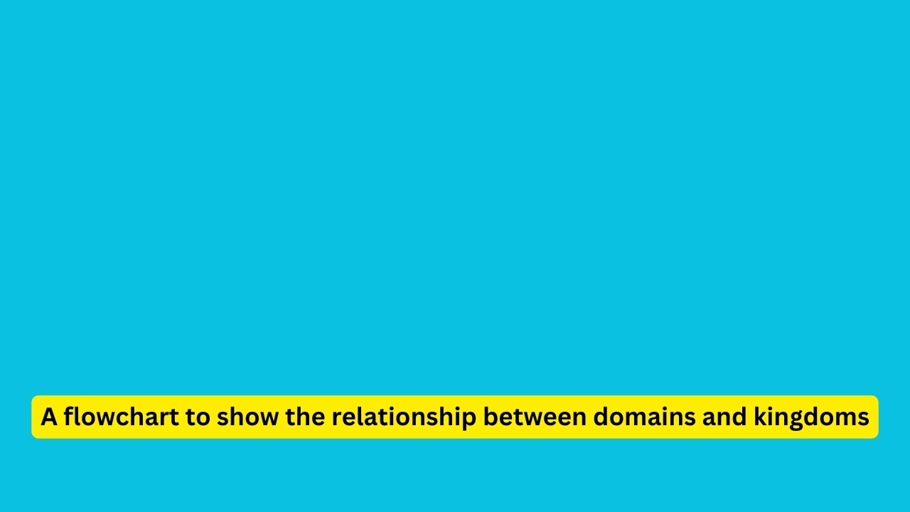 A flowchart to show the relationship between domains and kingdoms