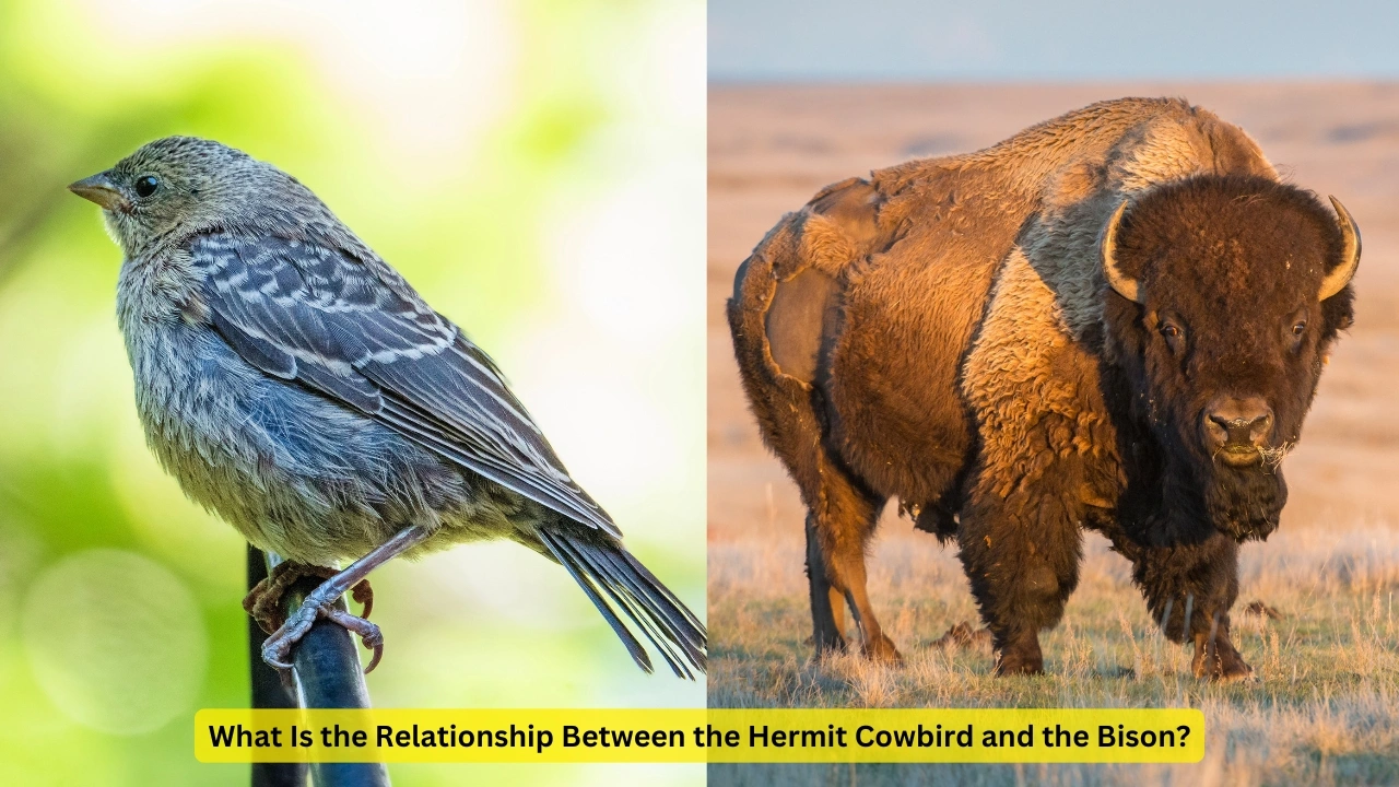 what is the relationship between hermit cowbird/binson 