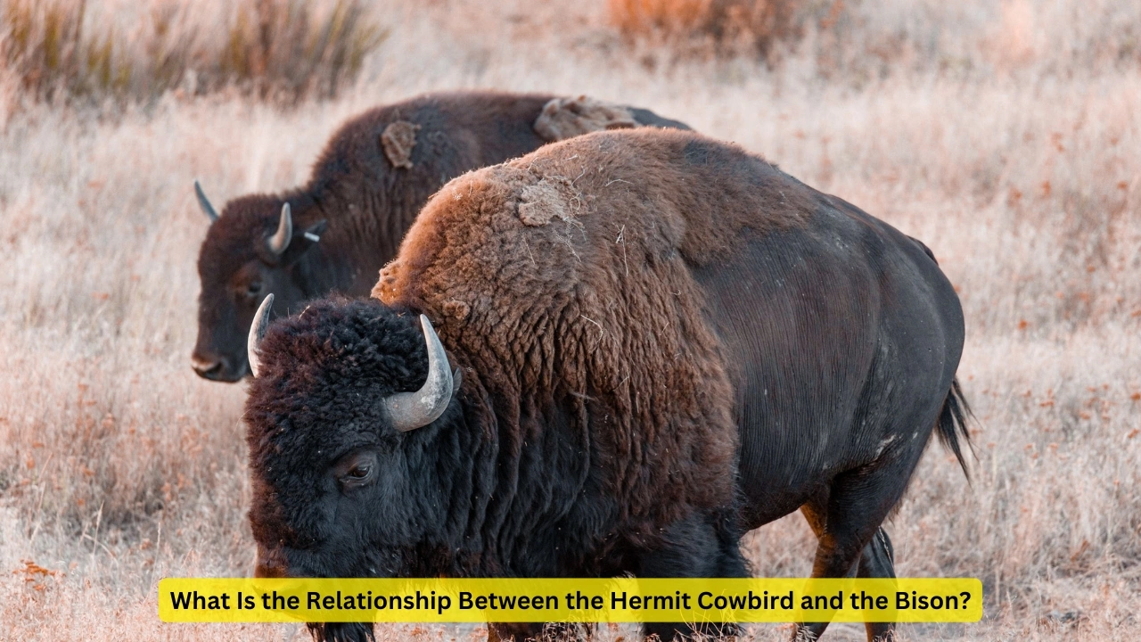 what is the relationship between hermit cow bird/binson?