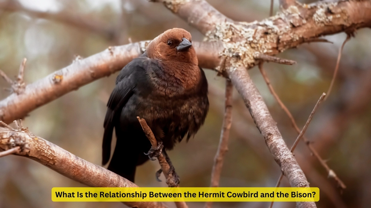 what is the relationship between hermit cow bird/binson?