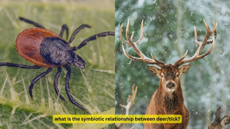 what is the symbiotic relationship between deer/tick?