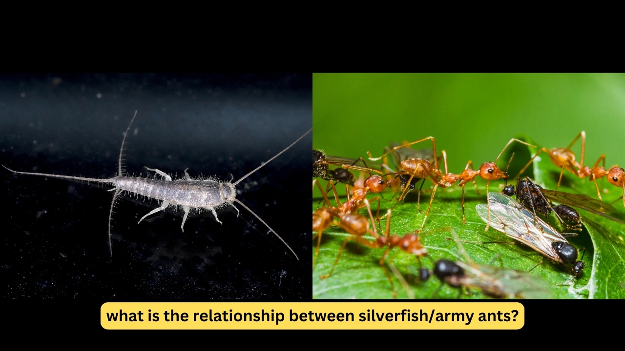 what is the relationship between silverfish/army ants