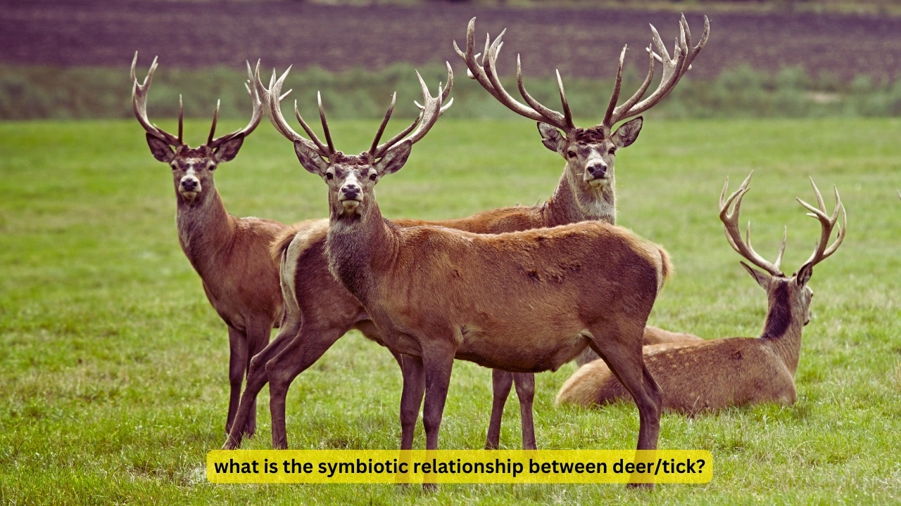 what is the symbiotic relationship between deer/tick?