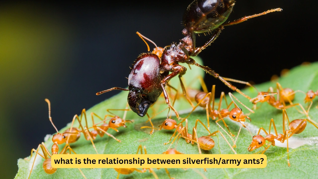 what is the relationship between silverfish/army ants