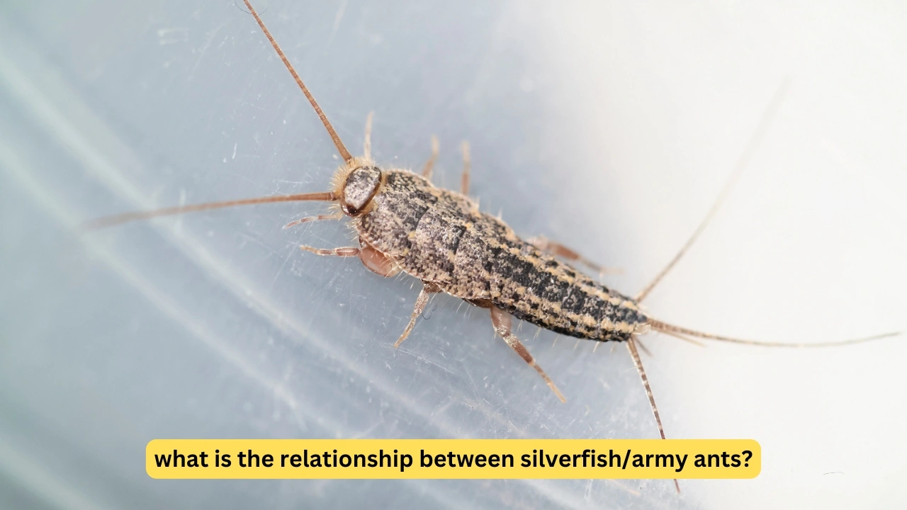 what is the relationship between silverfish/army ants