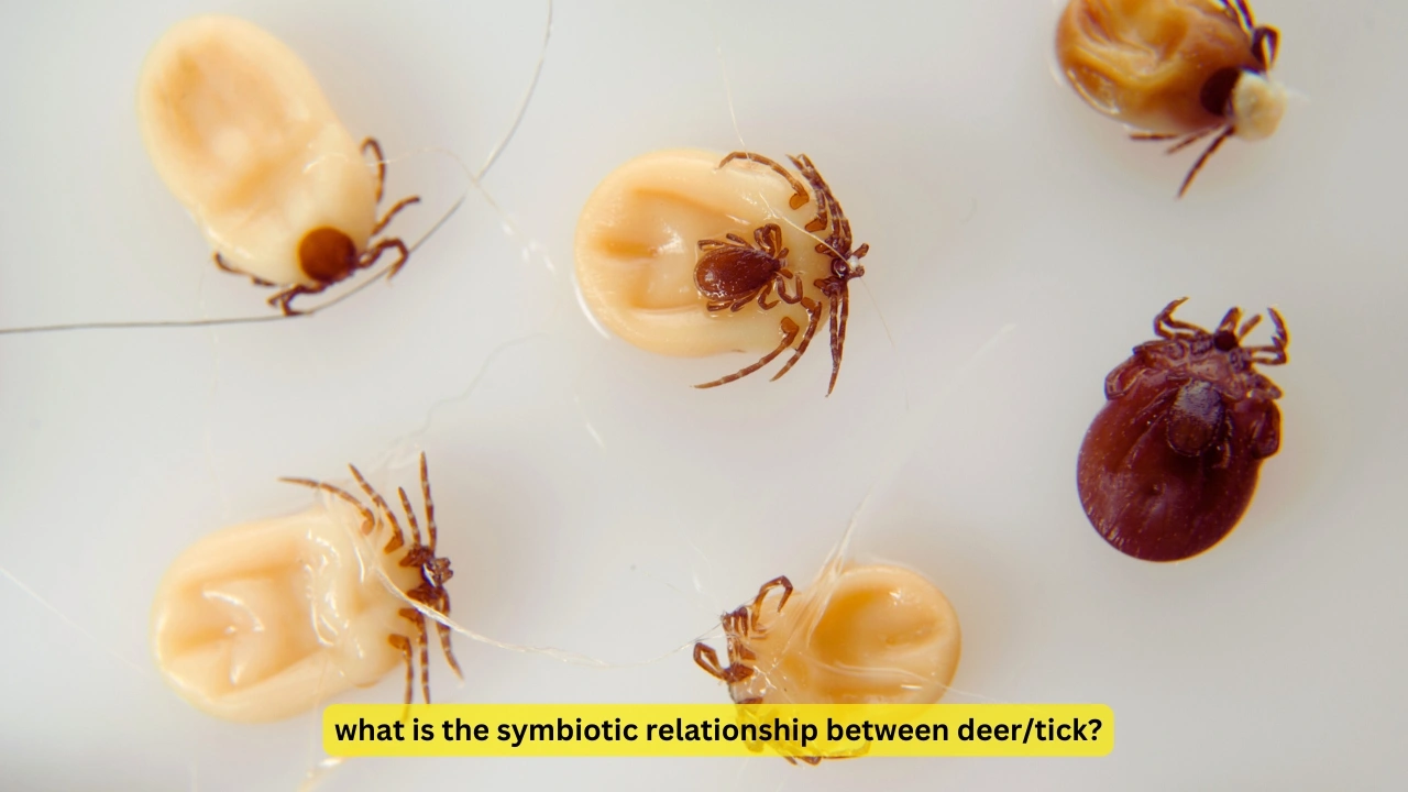 what is the symbiotic relationship between deer/tick?