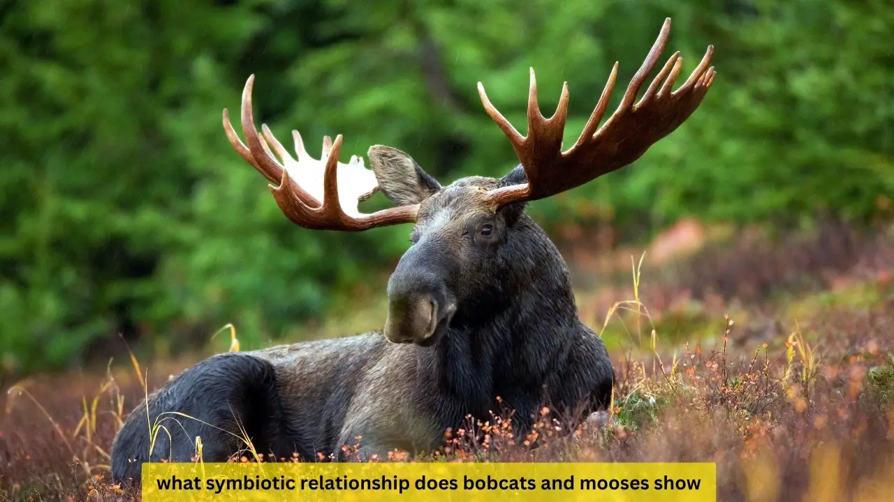 what symbiotic relationship does bobcats and mooses show