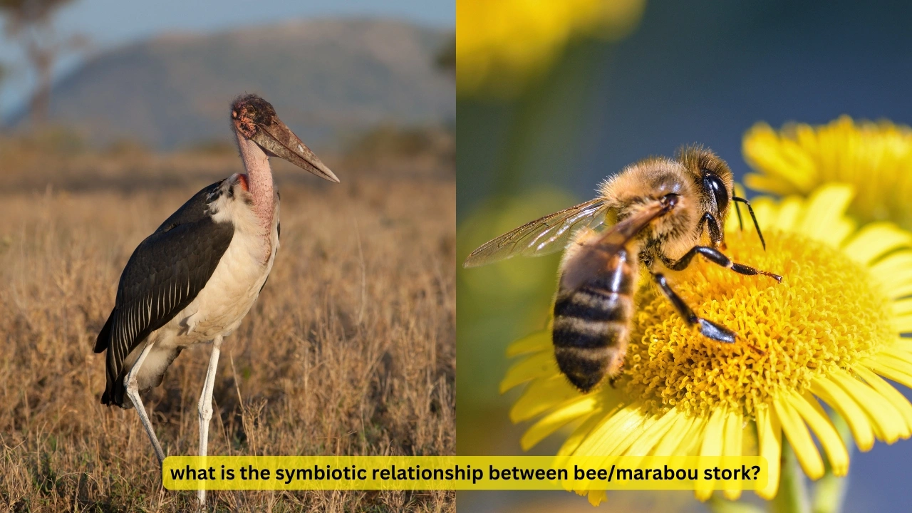 what is the symbiotic relationship between bee/marabou stork?