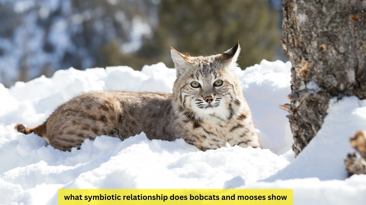 what symbiotic relationship does bobcats and mooses show