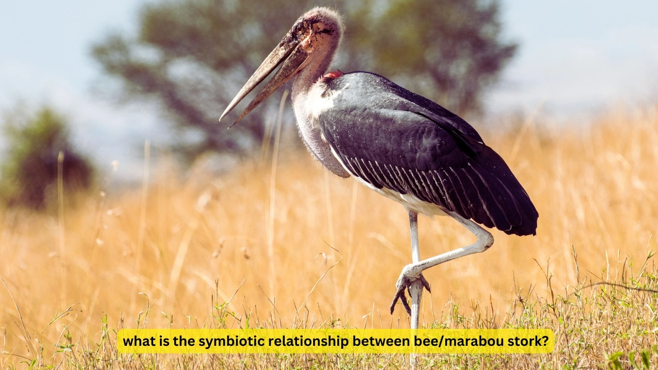 what is the symbiotic relationship between bee/marabou stork?