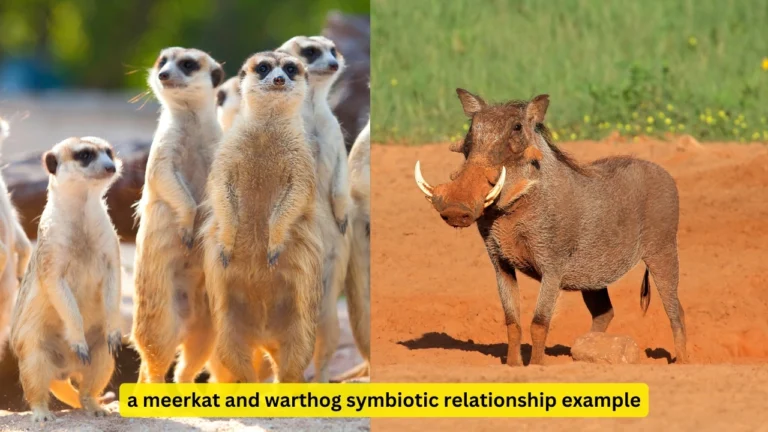 a meerkat and warthog symbiotic relationship example