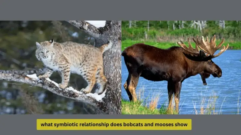 what symbiotic relationship does bobcats and mooses show