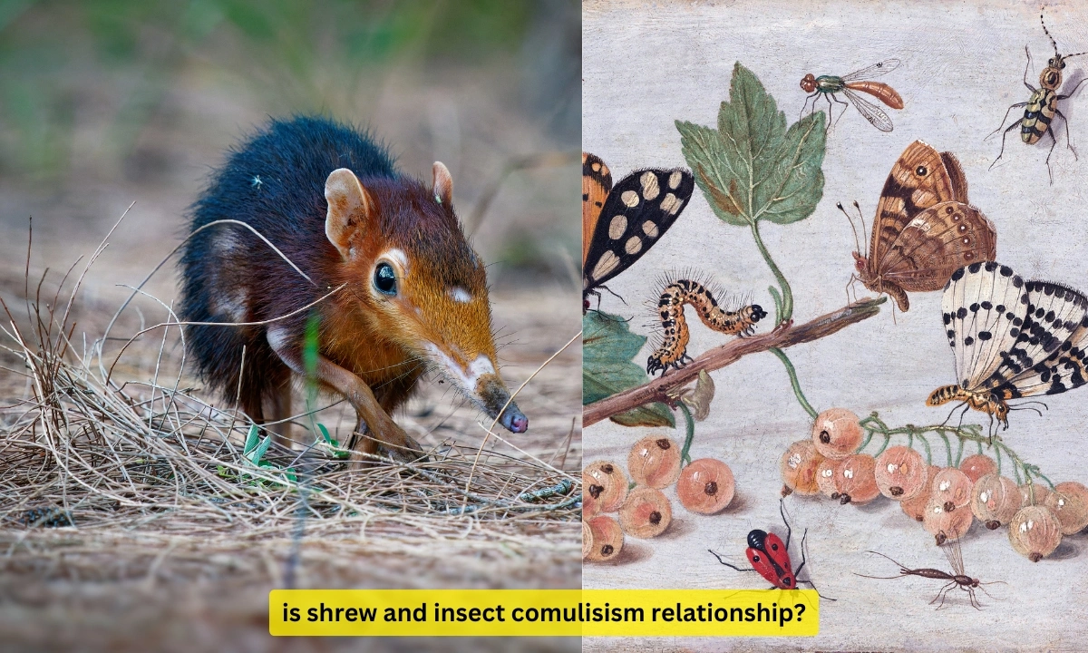 is shrew and insect comulisism relationship