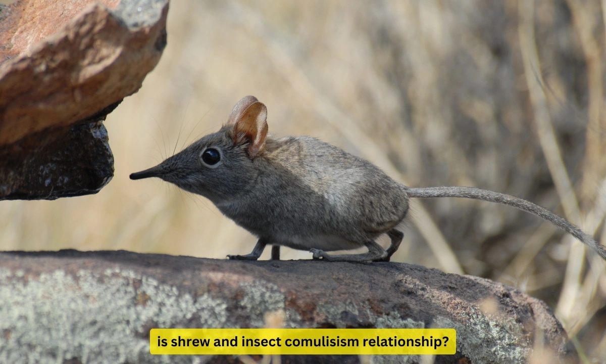 is shrew and insect comulisism relationship