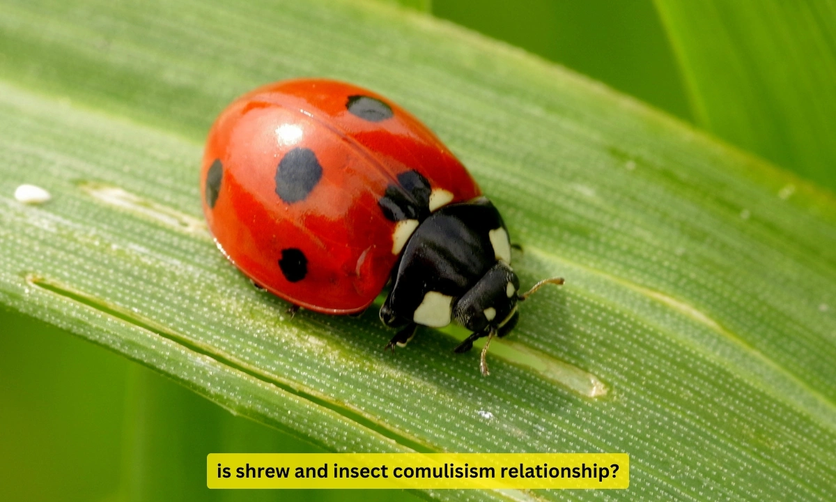 is shrew and insect comulisism relationship