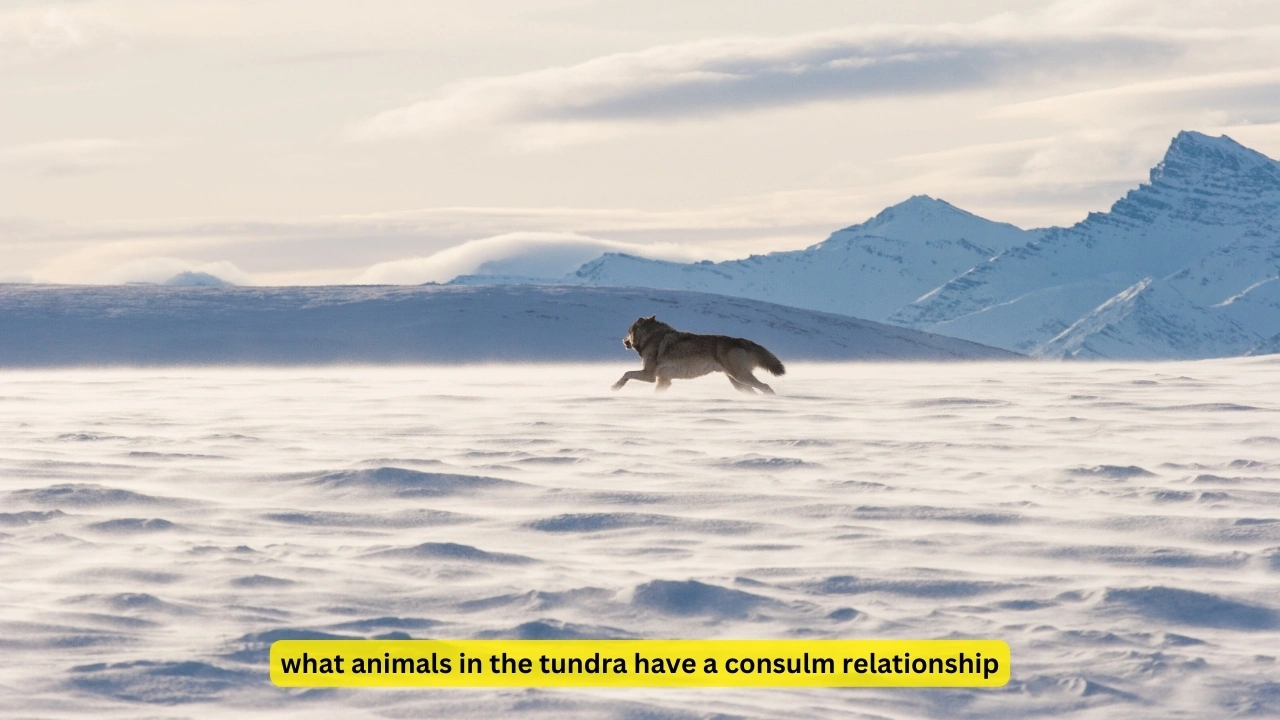 what animals in the tundra have a consulm relationship