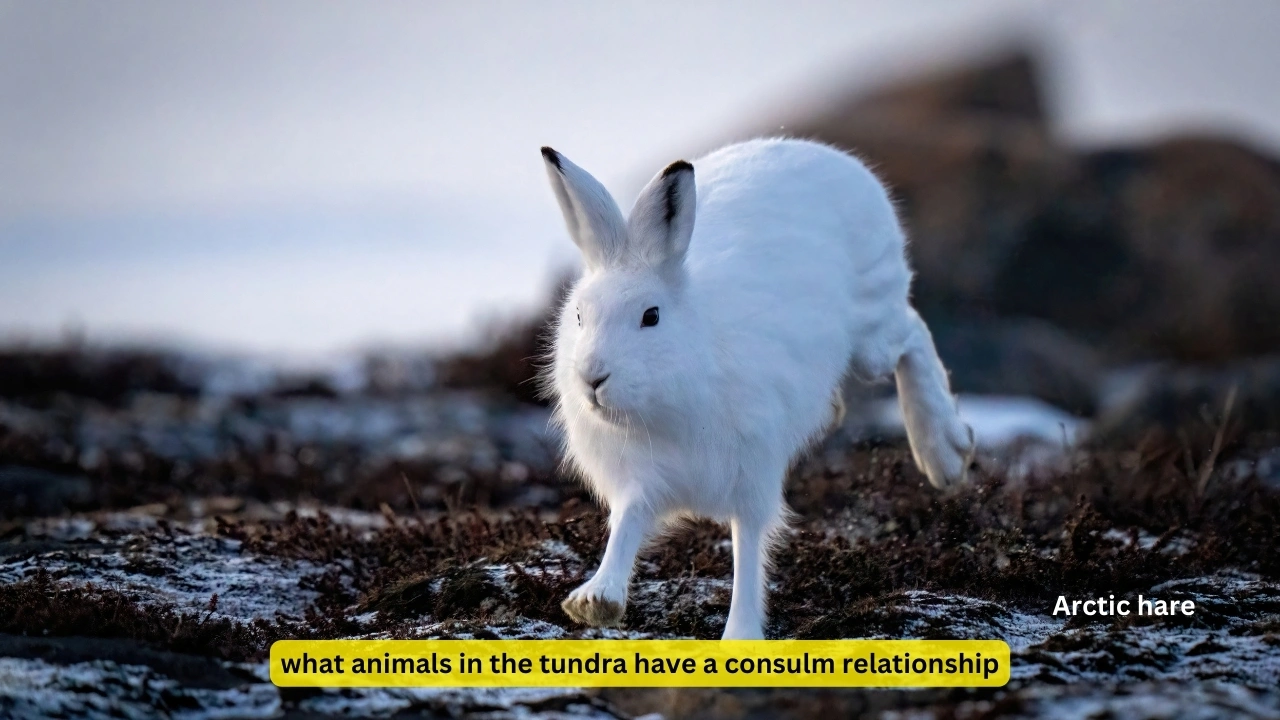 what animals in the tundra have a consulm relationship