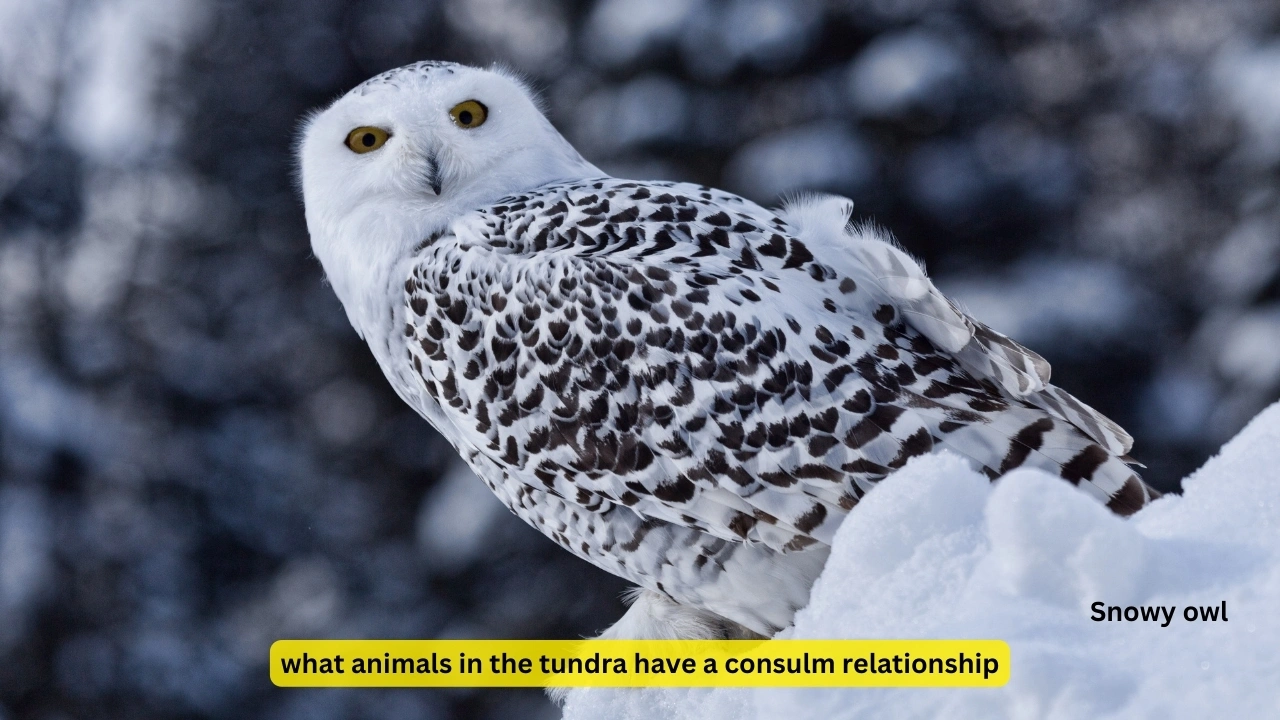 what animals in the tundra have a consulm relationship