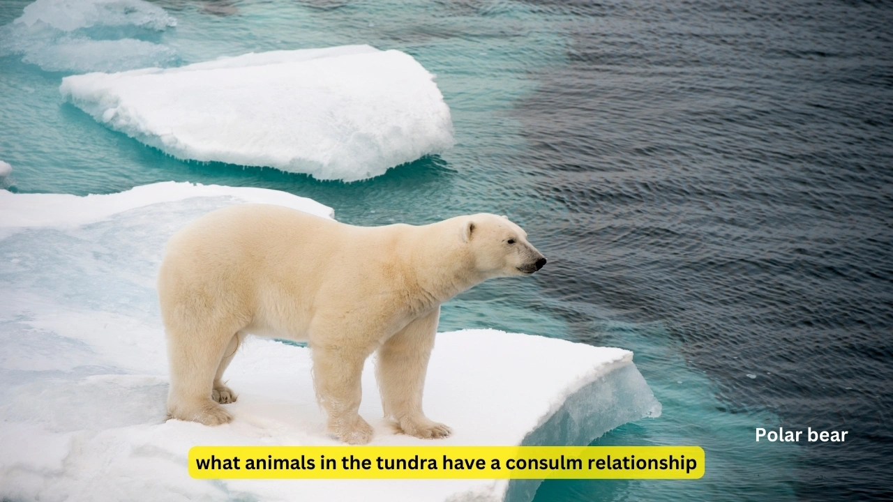 what animals in the tundra have a consulm relationship