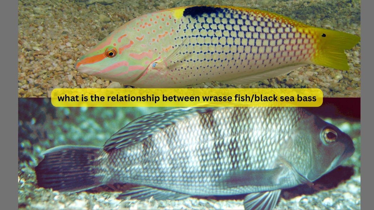 what is the relationship between wrasse fish/black sea bass