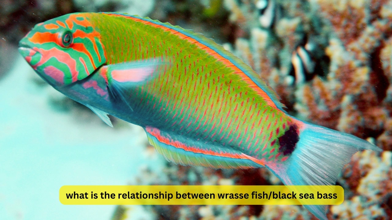 what is the relationship between wrasse fish/black sea bass