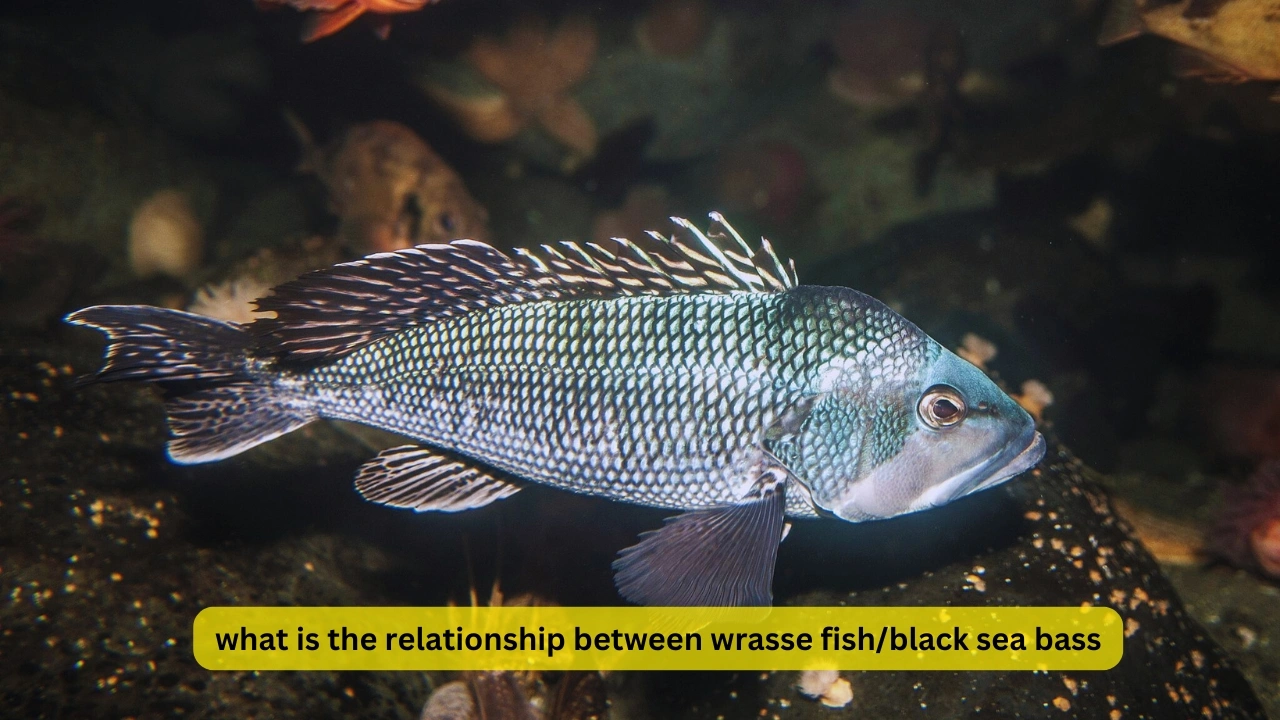 what is the relationship between wrasse fish/black sea bass