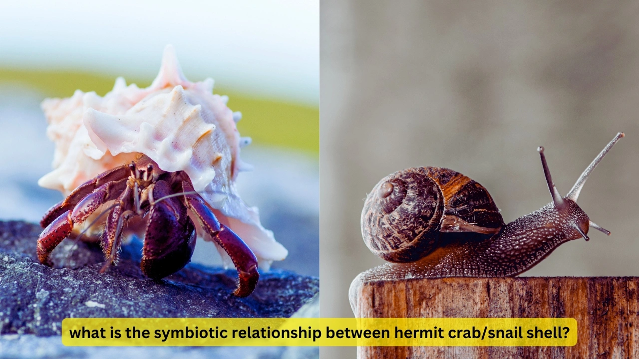 what is the symbiotic relationship between hermit crab/snail shell?