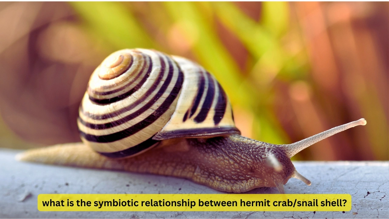 what is the symbiotic relationship between hermit crab/snail shell?