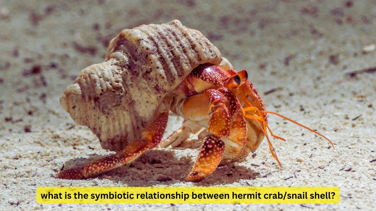 what is the symbiotic relationship between hermit crab/snail shell?