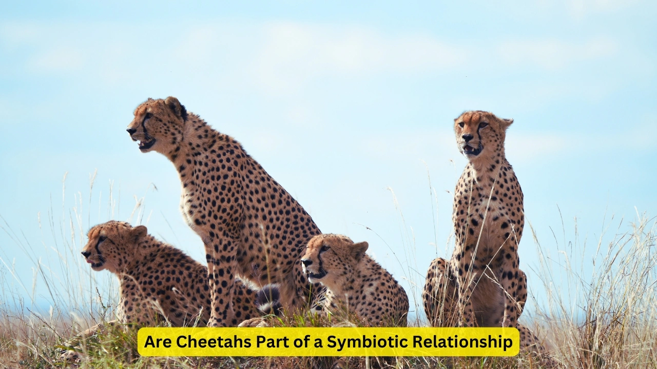 Are Cheetahs Part of a Symbiotic Relationship