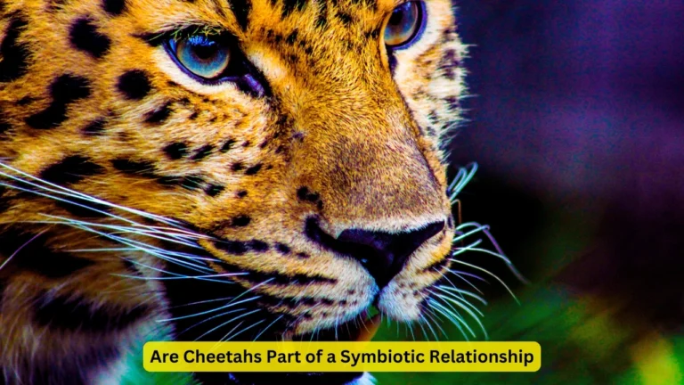 Are Cheetahs Part of a Symbiotic Relationship