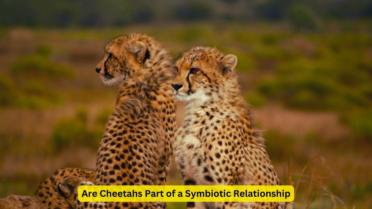 Are Cheetahs Part of a Symbiotic Relationship