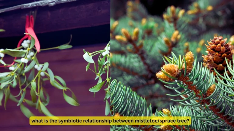 what is the symbiotic relationship between mistletoe/spruce tree?