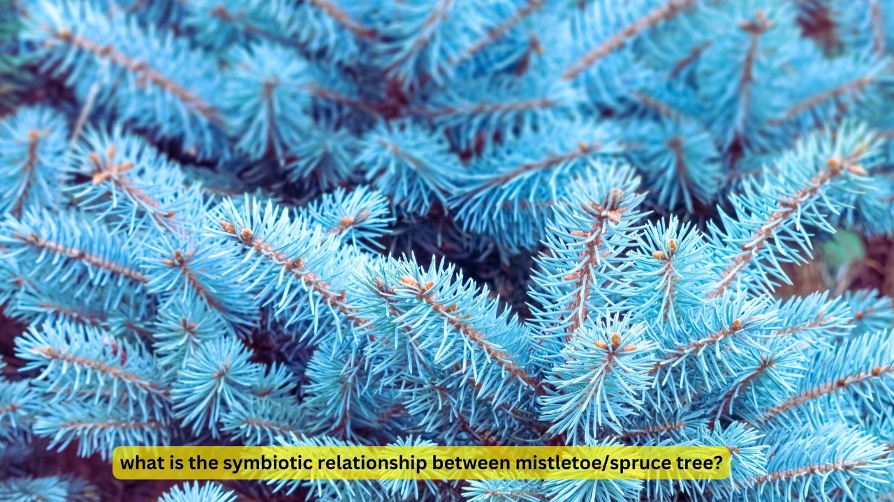 what is the symbiotic relationship between mistletoe/spruce tree?