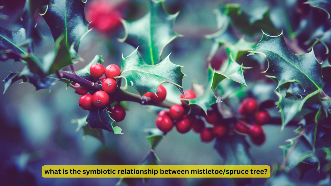 what is the symbiotic relationship between mistletoe/spruce tree?